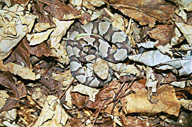 Neonate Northern Copperhead.jpg [81 Kb]